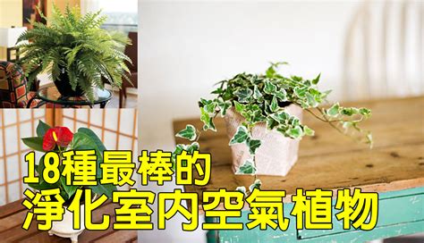 臥室淨化空氣植物|【淨化空氣又好養的9大類室內植物！連NASA也推。